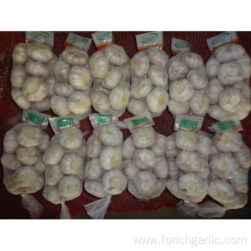 Fresh Normal White Garlic Size 5.0